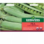 Pea (Maincrop) Hurst Greenshaf