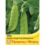 Pea 'Oregon Sugar Pod' (Mangetout)