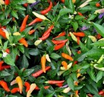 Pepper (Chilli) Basket of Fire