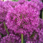 Allium Purple Sensation Net
