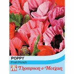 Poppy 'Fruit Punch'