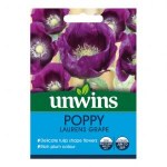 Poppy Lauren’s Grape