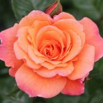 Rosa 'Scent From Heaven'