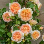 Rosa 'Bathsheba®'