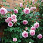 Rosa 'James Galway'