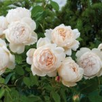 Rosa 'Wollerton Old Hall'