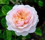 Rosa 'Emily Bronte®'