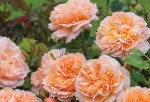 Rosa 'The Lady Gardener'