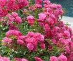 Rosa Flower Carpet 'Pink'