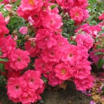 Rosa Flower Carpet 'Pink Supreme'
