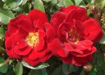 Rosa Flower Carpet 'Ruby'