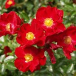 Rosa Flower Carpet 'Scarlet'
