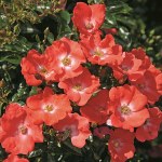 Rosa Flower Carpet 'Sunset'