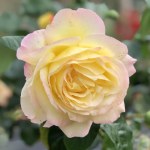 Rosa 'Peace'