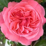 Rosa 'Rachel'