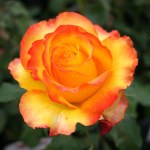 Rosa 'Tequila Sunrise'