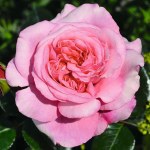 Rosa 'Timeless Pink'