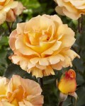 Rosa 'Whiskey Mac'