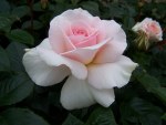 Rosa 'Whiter Shade of Pale'