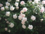 Rosa 'Madame Alfred Cariere'