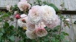Rosa 'Felicitie-Perpetue