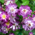 Rosa 'Veilchenblau'