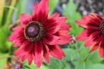 Rudbeckia Cherry Brandy