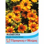 Rudbeckia hirta 'Rustic Dwarfs Mixed'