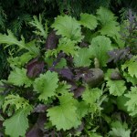 Salad Leaves 'Oriental Mustard'