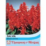 Salvia splendens 'Blaze of Fire'