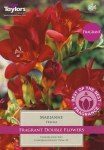 Freesia Marianne