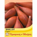 Shallot 'Figaro'