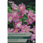 Amaryllis Belladonna