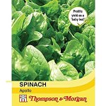 Spinach 'Apollo'