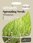 Sprouting Seeds Wheatgrass