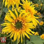 Sunflower 'Astra Gold'