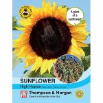 Sunflower 'High Hopes'