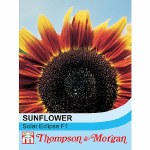 Sunflower 'Solar Eclipse' F1 Hybrid