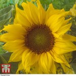 Sunflower 'Sunspots'