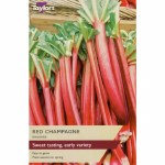 Rhubarb Red Champagne
