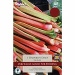 Rhubarb Timperley Early