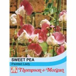 Sweet Pea 'Painted Lady'