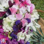 Sweet Pea 'Top to Bottom'