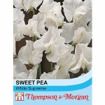 Sweet Pea 'White Supreme'