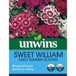 Sweet William Early Summer Scented