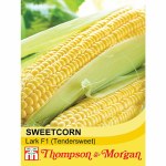 Sweetcorn 'Lark' F1 Hybrid (Tendersweet)