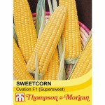 Sweetcorn 'Ovation' F1 Hybrid (Supersweet)