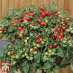 Tomato 'Red Profusion'