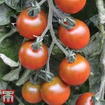 Tomato 'Ruby Falls'