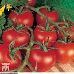 Tomato 'Shirley' F1 Hybrid